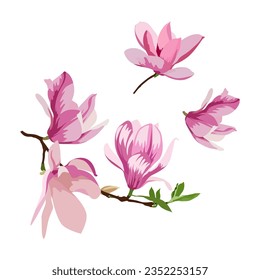 Magnolia flower isolated on white background. vector illustration.