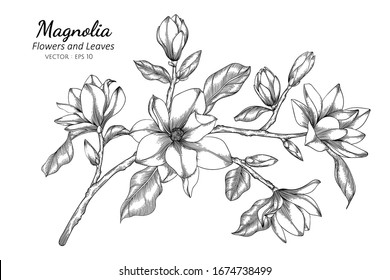 Magnolia flower and leaf drawing illustration with line art on white backgrounds.