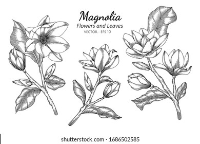 Magnolia flower and leaf drawing illustration with line art on white backgrounds.