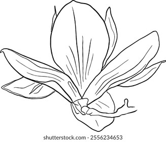 Magnolia flower line art. Flat isolated  hand drawn flowers. Minimalist style vector illustration