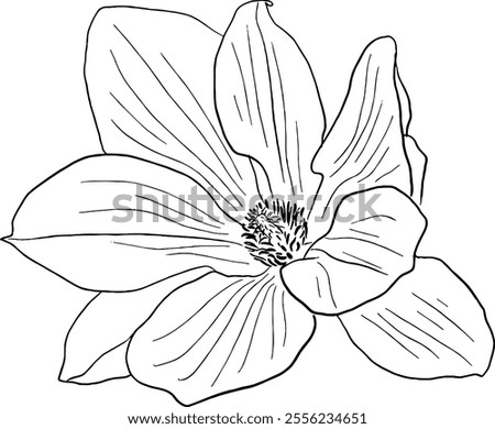 Magnolia flower line art. Flat isolated  hand drawn flowers. Minimalist style vector illustration