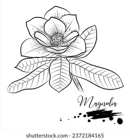 Magnolia flower, medical plant drawing vector illustration