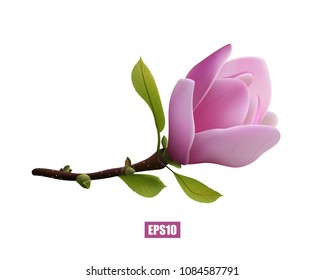 Magnolia flower on white background, pink bud, branch. 3D effect. Vector illustration.