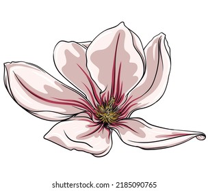 magnolia flower on white background, lotus flower on white background, vector illustration