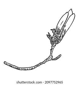 Magnolia flower and petals drawing illustration for posters, invitation and greeting card design. White magnolia flower on the twig from natural trees plants, Isolated elements. Vector. 