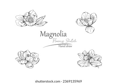 Magnolia flower petals hand drawn.
line art and sketches on white background.