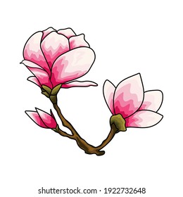 Magnolia flower. Pink flowers on a branch. Spring blossom. Floral design template. Vector illustration.