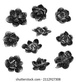 magnolia flower set hand drawing vector illustration isolated on white background