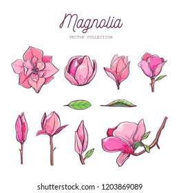Magnolia flower set. Vector hand drawn botanical illustration. Isolated objects on white