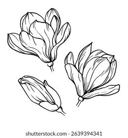 Magnolia Flower Set Vector Illustration Hand Drawn on White Isolated Background. Contour Drawing of Magnolia Blossom Black Linear Art Engraving