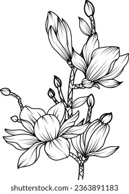 Magnolia Flower. sketch with black and white line art of magnolia flowers.