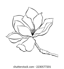 Magnolia flower sketch contour lines. Vector illustration