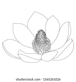 Magnolia flower sketch on white background. Floral botany. Hand drawn botanical illustration in black and white. Line art. Big floral outline vector element.