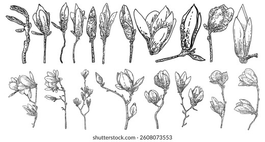 Magnolia floresce em fase de desenvolvimento e cresce. De brotos florais à abertura florida.  Esboço da coleção de cabeças de magnólia botânica. Conjunto de níveis de flores nos galhos. Vetor.