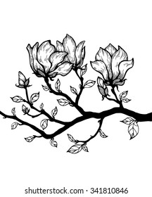 Magnolia Tree Sketch Images Stock Photos Vectors Shutterstock