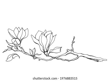 Magnolia flower, magnolia tree branch. Vector image, black line