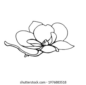 Magnolia flower, magnolia tree branch. Vector image, black line