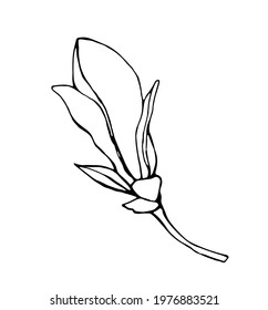 Magnolia flower, magnolia tree branch. Vector image, black line