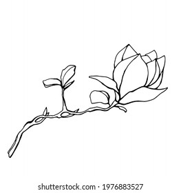 Magnolia flower, magnolia tree branch. Vector image, black line