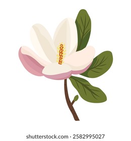 Magnolia flower. Vector clipart illustration on isolated background.