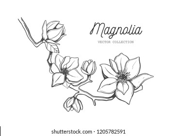 Magnolia flower . Vector hand drawn botanical illustration. Isolated objects on white