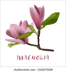 Magnolia flower vector illustration