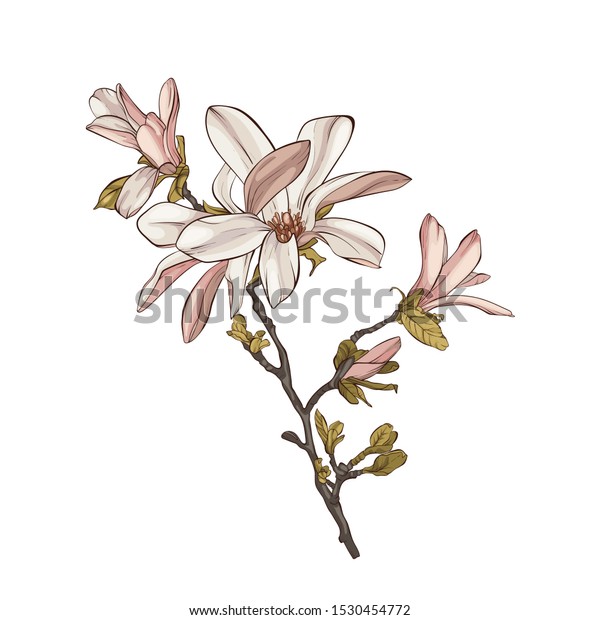 Magnolia Flower Vector Illustration Perfect Background Stock Vector