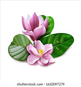 Magnolia flower. Vector illustration in realistic style. Tropical leaves on a white background. Colorful image of petals stamens pistils foliage dew