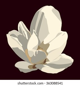 Magnolia flower. Vector isolated image