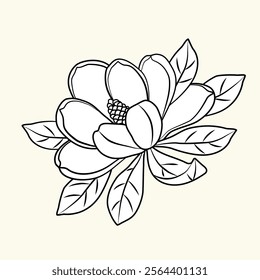 Magnolia flower. Vector linear drawing. A hand-drawn magnolia flower isolated on a white background. Illustration for postcards, posters, flyers, website design and other projects.