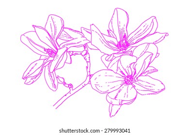 Magnolia - flowering tree - vector drawing