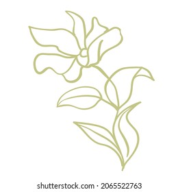 Magnolia flowers. Beautiful spring illustration. Vector, illustration.