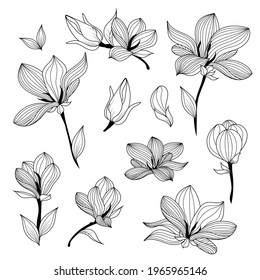 Magnolia Flowers. Black and white line illustration of magnolia flowers on white background. Botanical vector sketch line floral art.