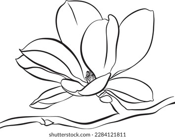 Magnolia Flowers. Black and white line illustration of magnolia flowers on white background. Botanical vector sketch line floral art. beautiful monochrome, twig blossoming magnolia tree