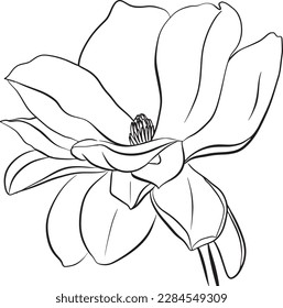 Magnolia Flowers. Black and white line illustration of magnolia flowers on white background. Botanical vector sketch line floral art. beautiful monochrome, twig blossoming magnolia tree