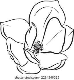 Magnolia Flowers. Black and white line illustration of magnolia flowers on white background. Botanical vector sketch line floral art. beautiful monochrome, twig blossoming magnolia tree