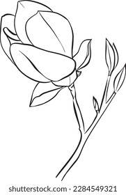 Magnolia Flowers. Black and white line illustration of magnolia flowers on white background. Botanical vector sketch line floral art. beautiful monochrome, twig blossoming magnolia tree