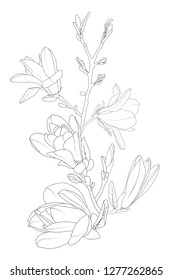 Magnolia flowers bloom blossom tree branch. Line art isolated black white drawing. Botanical vector design element. Outline sketch. Spring summer oreintal floral illustration.