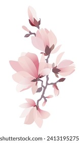 Magnolia flowers branch. Beautiful pink blossom of magnolia tree. Hand drawn flat illustration on white background. Vector