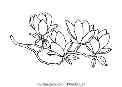 magnolia flowers, buds, leaves on a branch. Vector stock illustration eps10. Hand drawing, outline. Isolate on a white background. 