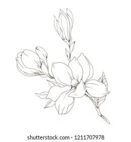 Magnolia flowers and buds on white. Vector illustration