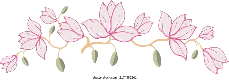 Magnolia flowers colored vector illustration 