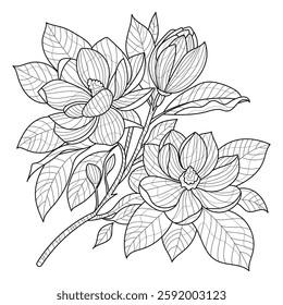 magnolia flowers coloring for adults
