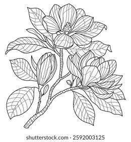 magnolia flowers coloring for adults