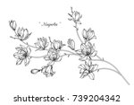 Magnolia  flowers drawing with line-art on white backgrounds.