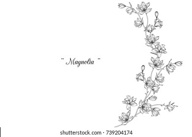Magnolia  flowers drawing with line-art on white backgrounds.