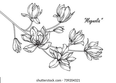 Magnolia  flowers drawing with line-art on white backgrounds.