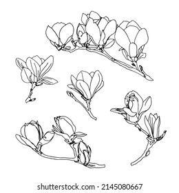 Magnolia flowers drawing   sketch and line  art white backgrounds 