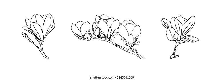 Magnolia flowers drawing   sketch and line  art white backgrounds Doodle flower 