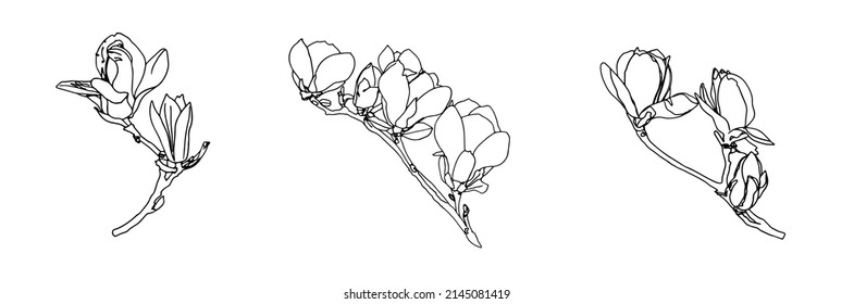 Magnolia flowers drawing   sketch and line  art white backgrounds Doodle flower Lineart